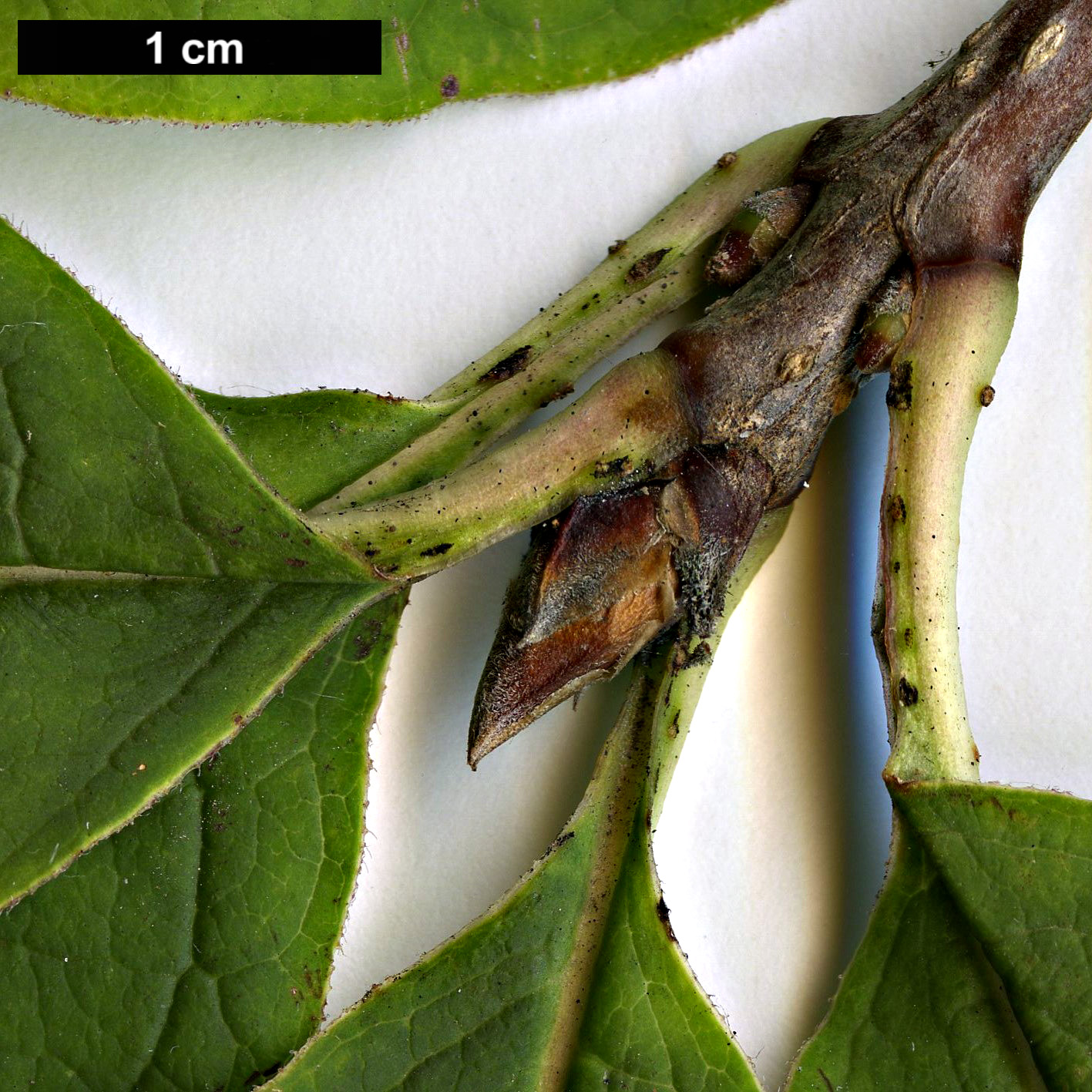 High resolution image: Family: Oleaceae - Genus: Syringa - Taxon: villosa - SpeciesSub: subsp. wolfii
